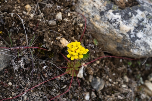 Saxifraga mucronulatoides