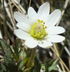 Anemone tuberosa