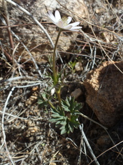 Anemone tuberosa