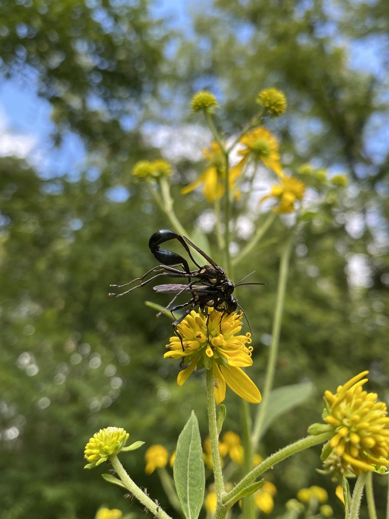 Gold-marked Thread-waisted Wasp In August 2023 By Jim · INaturalist