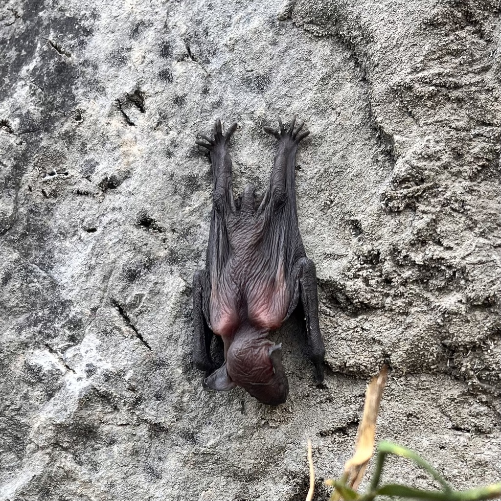 Bat From Rio Vespertilionoid Bats from Parque Nacional Cañón del Río Blanco ...