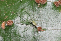 Hygropoda lineata