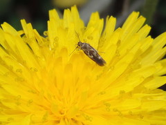 Scythris