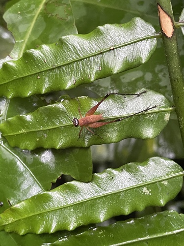 Paranisitra flavofacia observed 2022-08-19