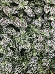 Fittonia