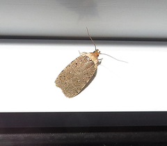 Agonopterix nigrinotella