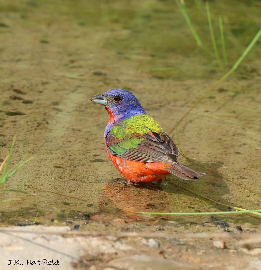 Painted Bunting From US 82 E Crosbyton TX US On August 6 2023 At 09   Large 