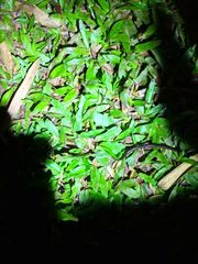 Indotyphlops braminus