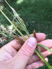 Carex ochrosaccus