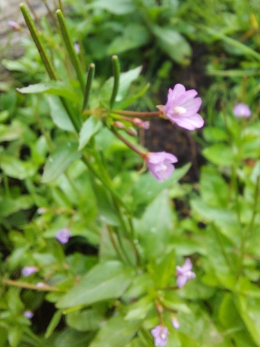 Pimpernel willowherb (Epilobium anagallidifolium)