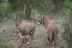 Oryx beisa callotis