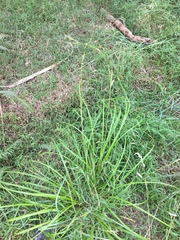 Carex ochrosaccus