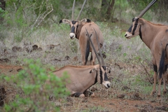 Oryx beisa callotis