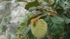 Perrierodendron quartzitorum