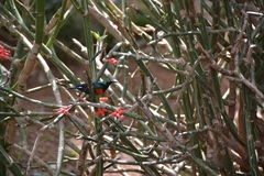 Cinnyris nectarinioides