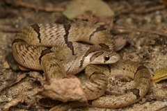 Fasciolated Kukri Snake photo 1