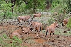 Oryx beisa callotis
