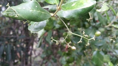 Cassinopsis madagascariensis