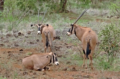 Oryx beisa callotis