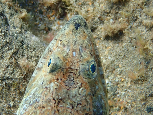 Red Lizardfish