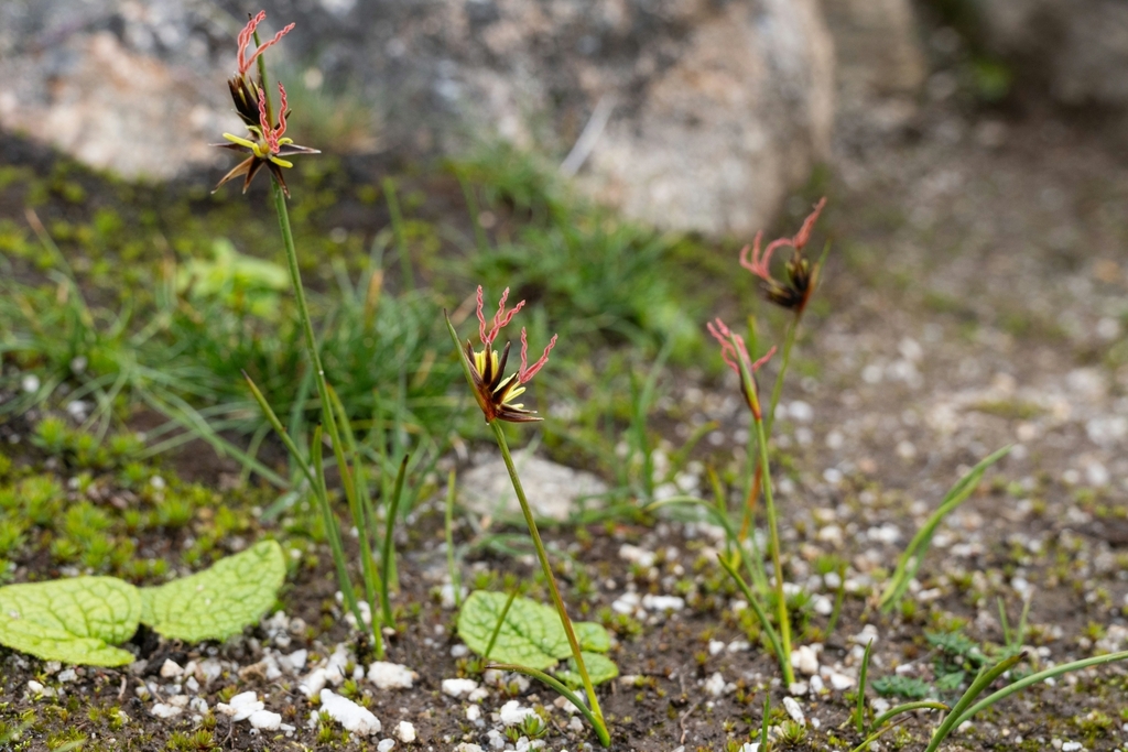 Juncus duthiei