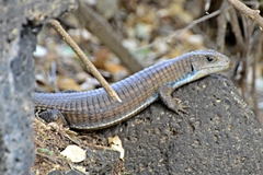 Broadleysaurus major