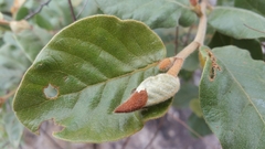 Perrierodendron quartzitorum