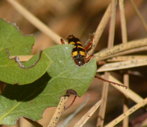 Xestoleptura crassicornis photo 2
