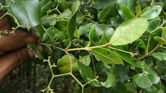 Cassinopsis madagascariensis