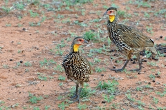 Pternistis leucoscepus
