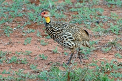 Pternistis leucoscepus