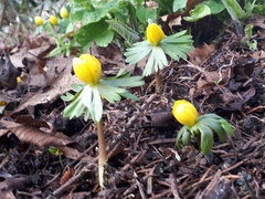 Eranthis