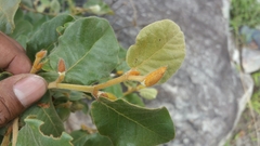 Perrierodendron quartzitorum