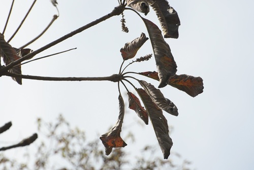 Terminalia macrostachya (Terminalia macrostachya)