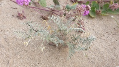 Astragalus aridus