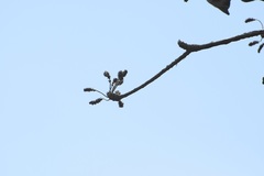 Terminalia macrostachya