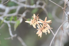 Ipomoea bernoulliana