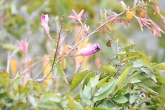 Ipomoea bernoulliana