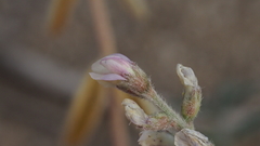 Astragalus aridus