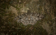 Myrioblephara desumpta