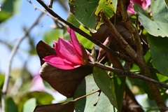 Bauhinia macranthera