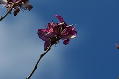 Bauhinia macranthera