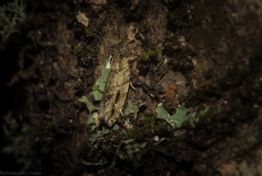 Metrioglypha phyllodes