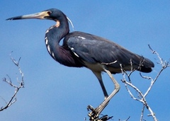 Egretta tricolor image