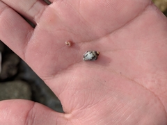 Acanthinucella punctulata