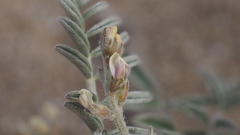 Astragalus aridus
