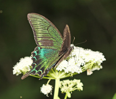 Papilio maackii