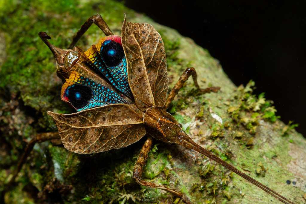 Pseudotanusia mutila