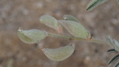 Astragalus aridus