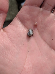 Acanthinucella punctulata